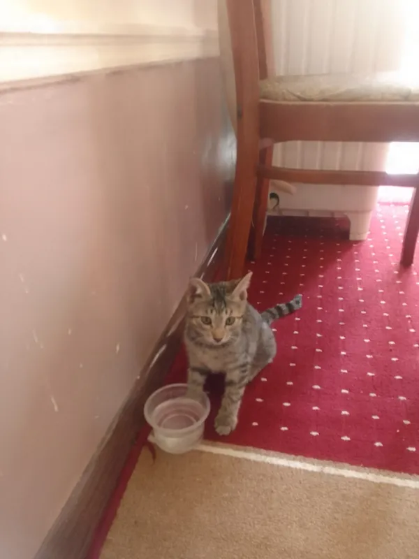 Кошка 1 Кошка 1