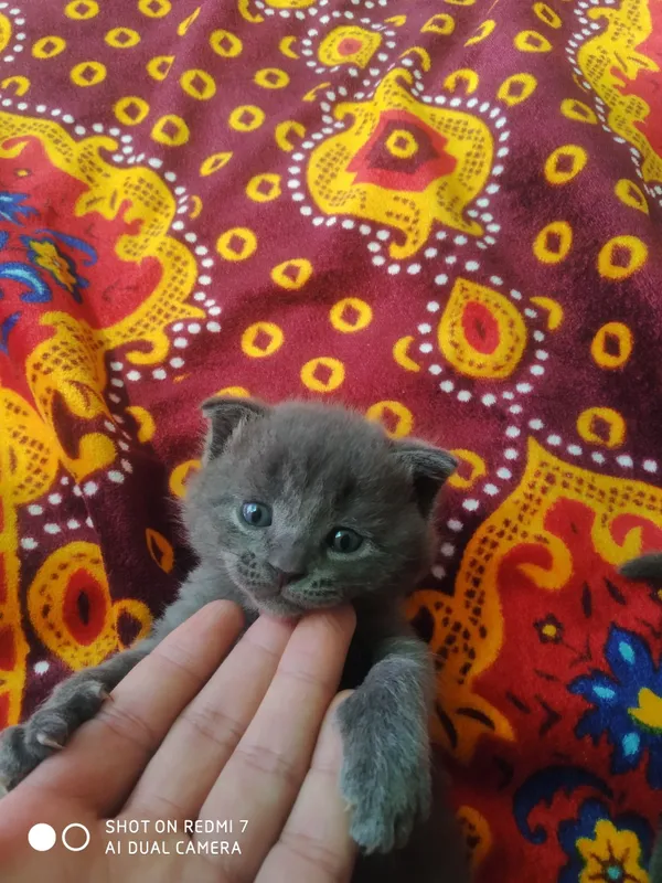 Скотч фолд британский 2 Скотч фолд британский 2