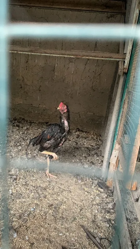 Qora tanlilar katta erotik Gumbaz ostida porno komikslar