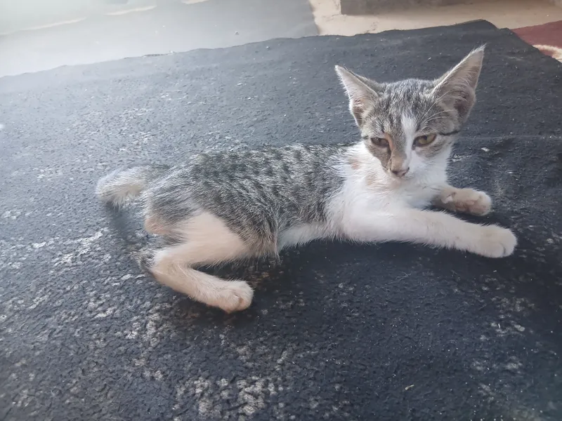 Котёнок 2 Котёнок 2