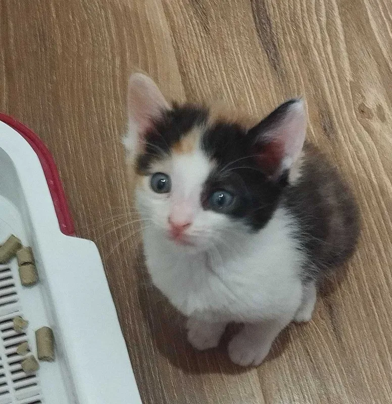 Котята в добрые руки 1 Котята в добрые руки 1