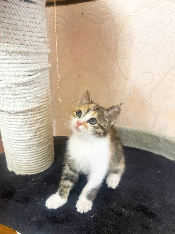 Бесплатно отдаем  котенка в хорошие любящие руки