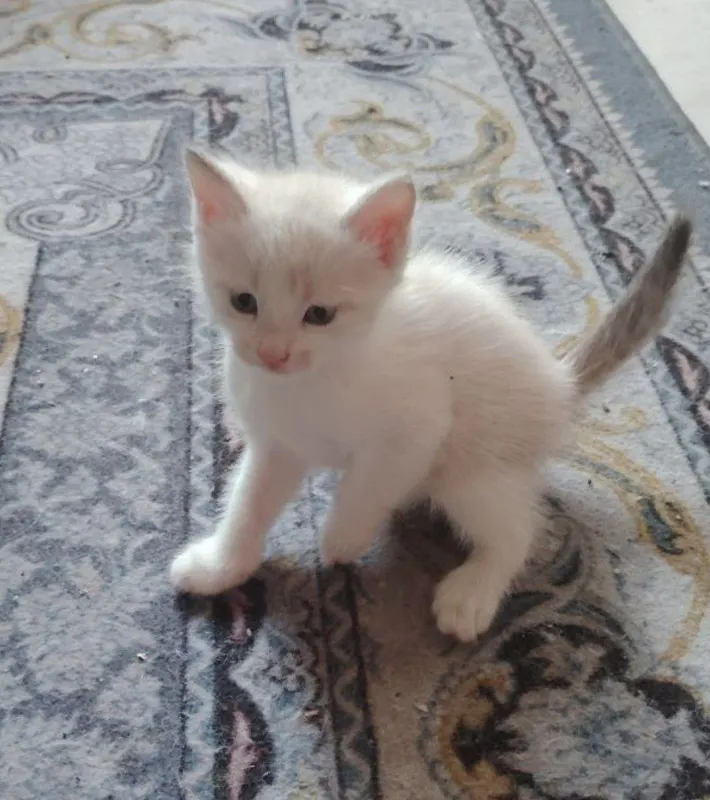 Кошки в подарок 1