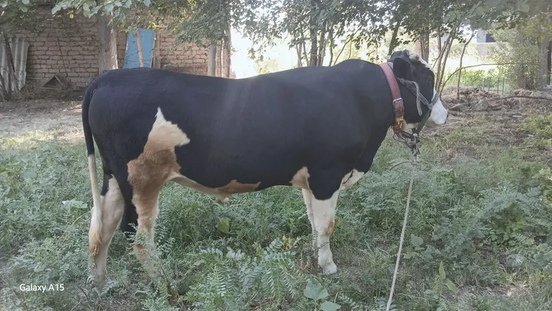 Mol sotiladi yoshi ga tolmagan 3