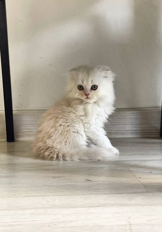 Продаются Scottish Fold