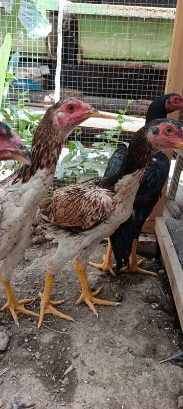 To'vuqlar sotiladi 2 To'vuqlar sotiladi 2