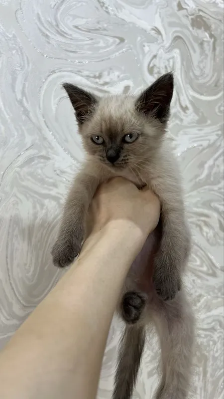 Кот продаётся срочно 2 Кот продаётся срочно 2