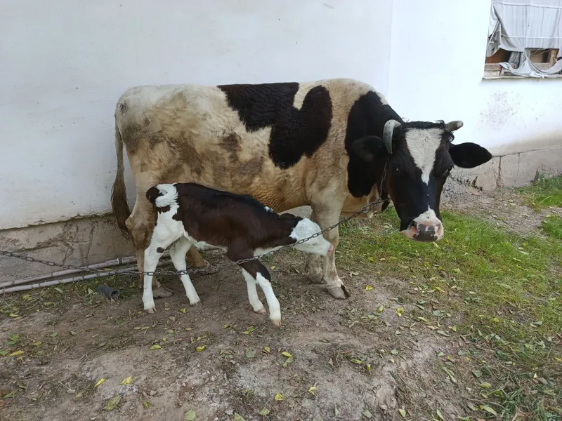 Sigir buzoqcha sotiladi — фото 5