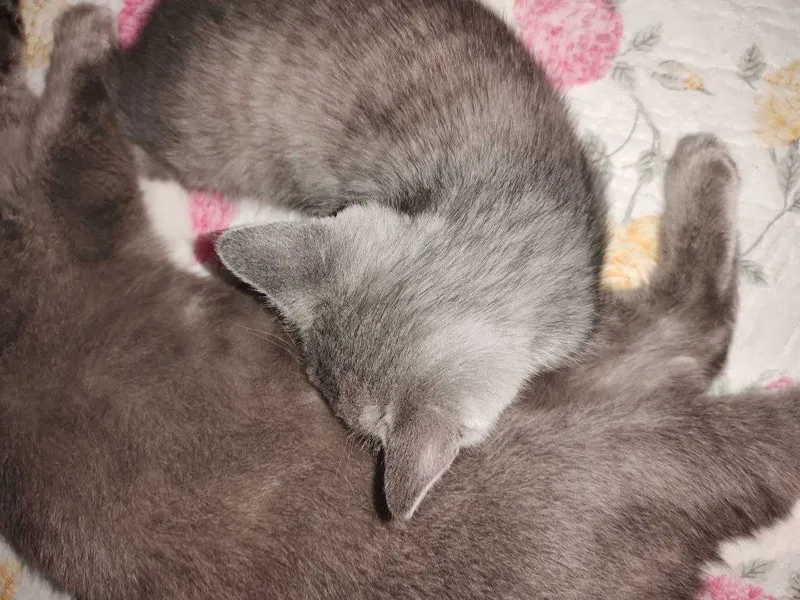 Продам котенка 2.5 месяца — фото 1