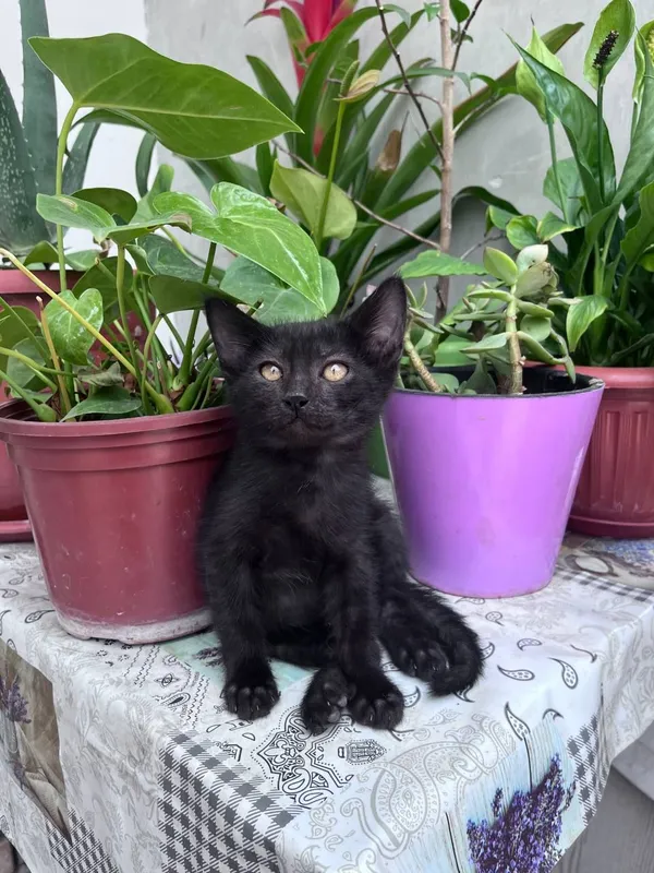 Одам котята в хороший руки 2