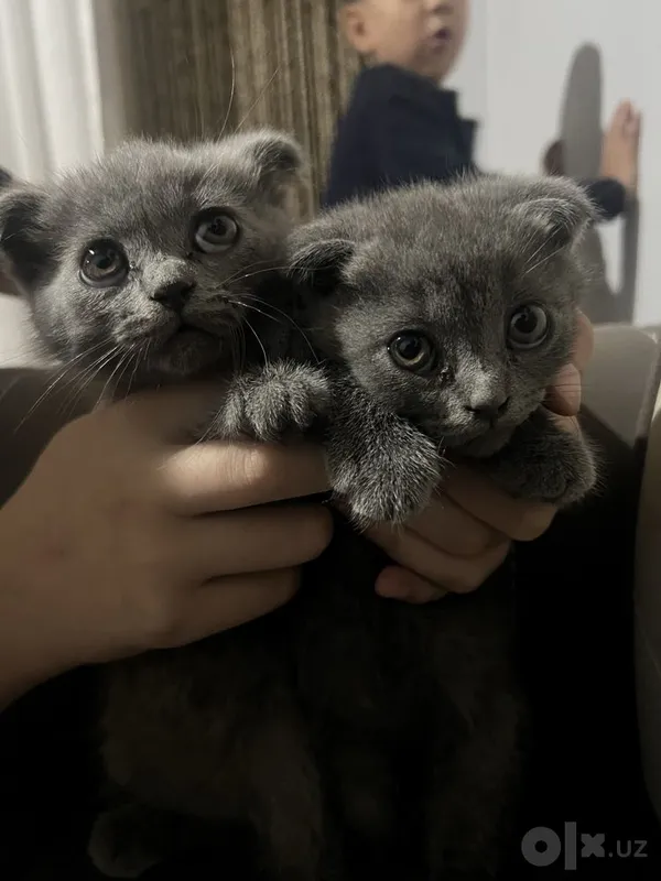 Шотландский кошки 1 Шотландский кошки 1