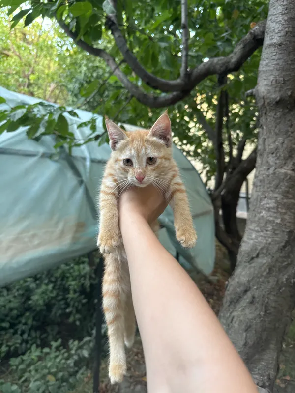 Котята ищут дом 2 Котята ищут дом 2