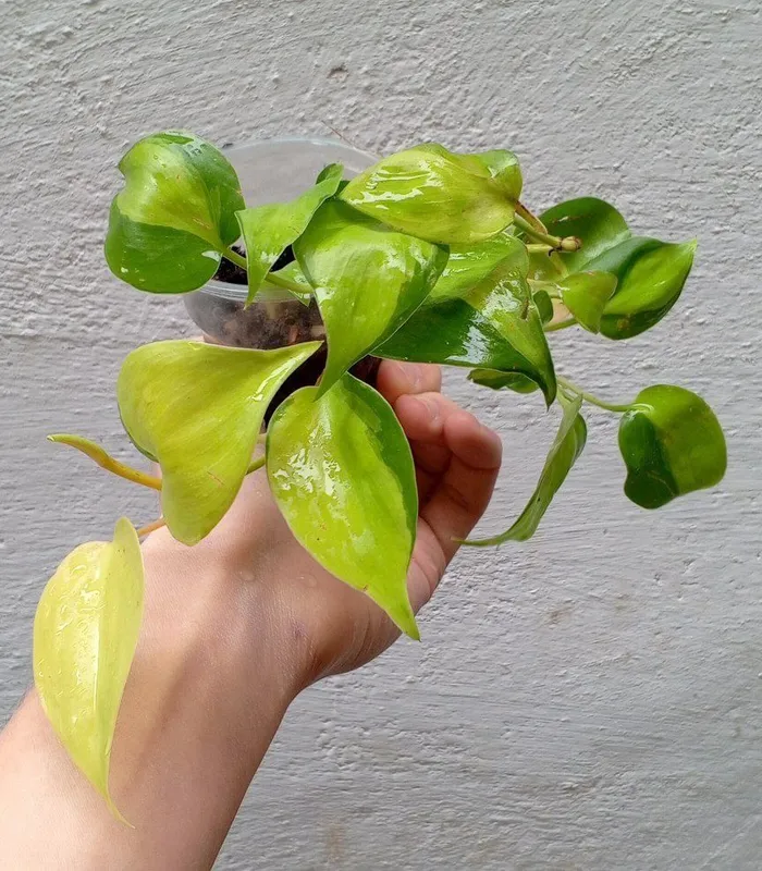 Filodendron Brazil. Uy va ofis uchun gullar 1 Filodendron Brazil. Uy va ofis uchun gullar 1