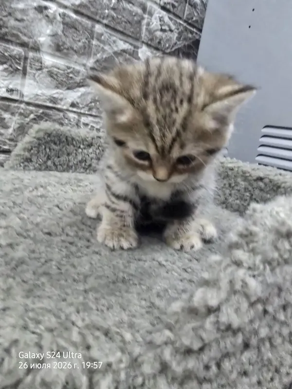 Котята серебристая и золотая шиншила 8