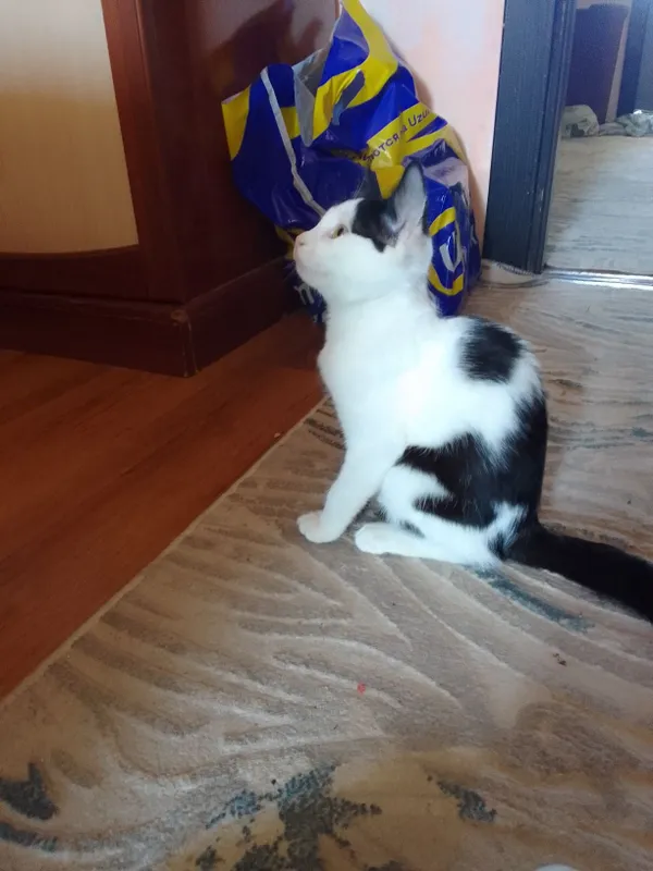 Отдам даром котенка — фото 1