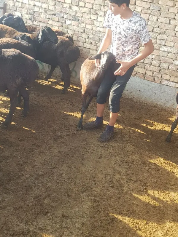 Zotli qo'y va qo'zilar