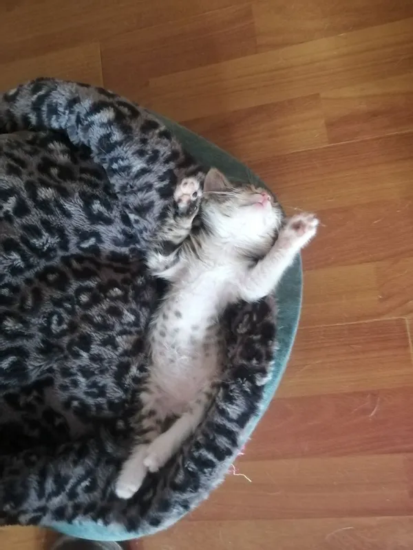 Котята в добрые руки — фото 1