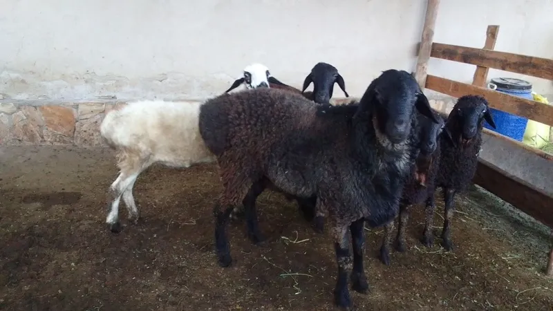 Qo'chqor sotiladi 1