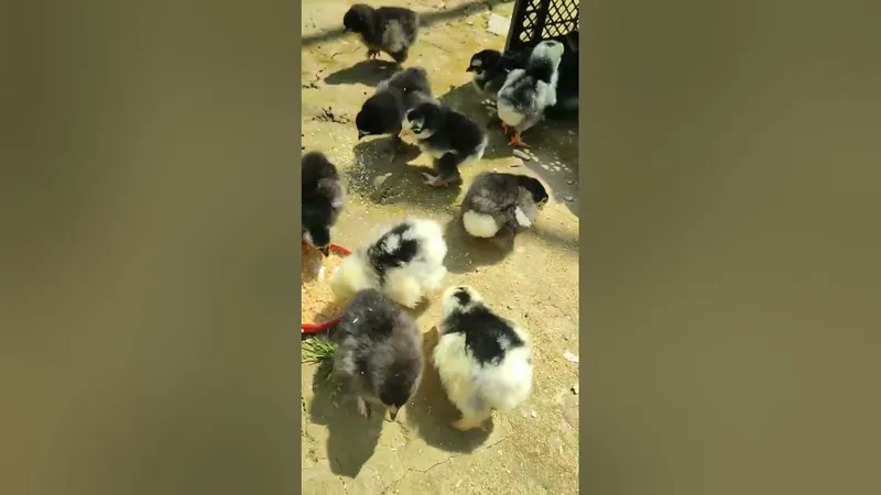Хонаки товук жожалари