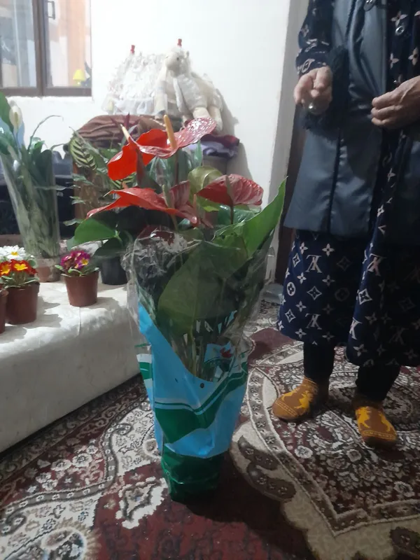 Honaki gullar sifatli va arzon manzil chinozda dastafkani gaplawmiz — фото 6