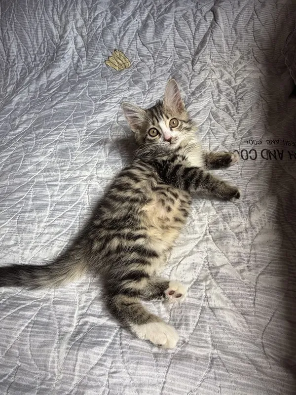 Отдам в хорошие руки котёнка — фото 1