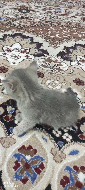 Mushukcha sotiladi zoti British Shorthair jinsi qiz ikki oylik 1