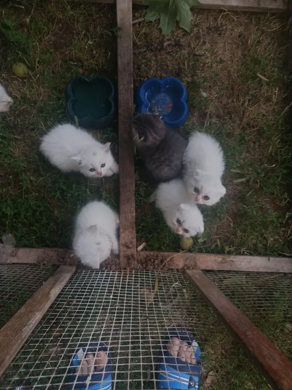 Веслоухие котята — фото 2