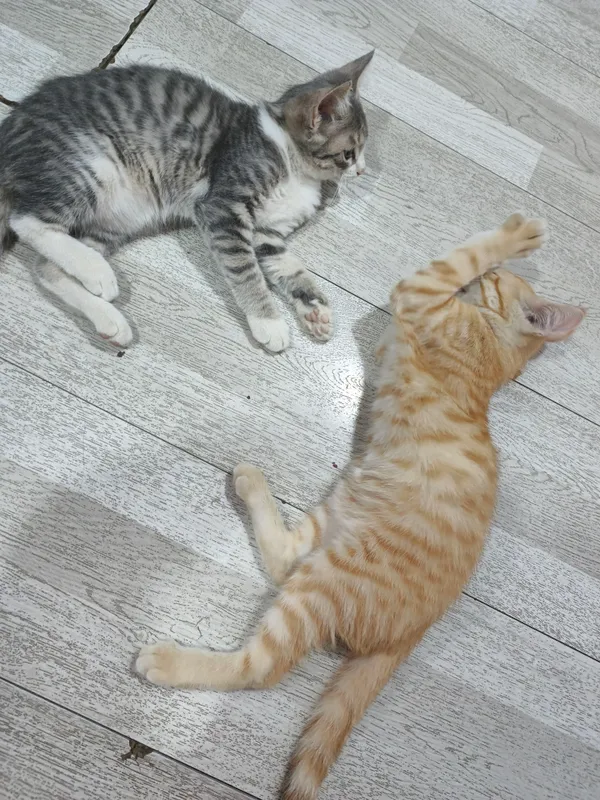 Домашние котята — фото 1