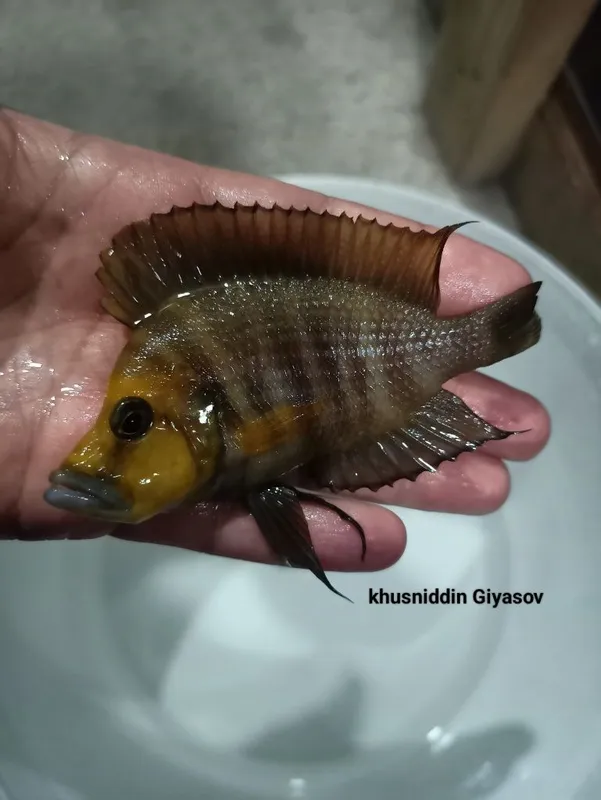 Kalvus gold head Kantalamba