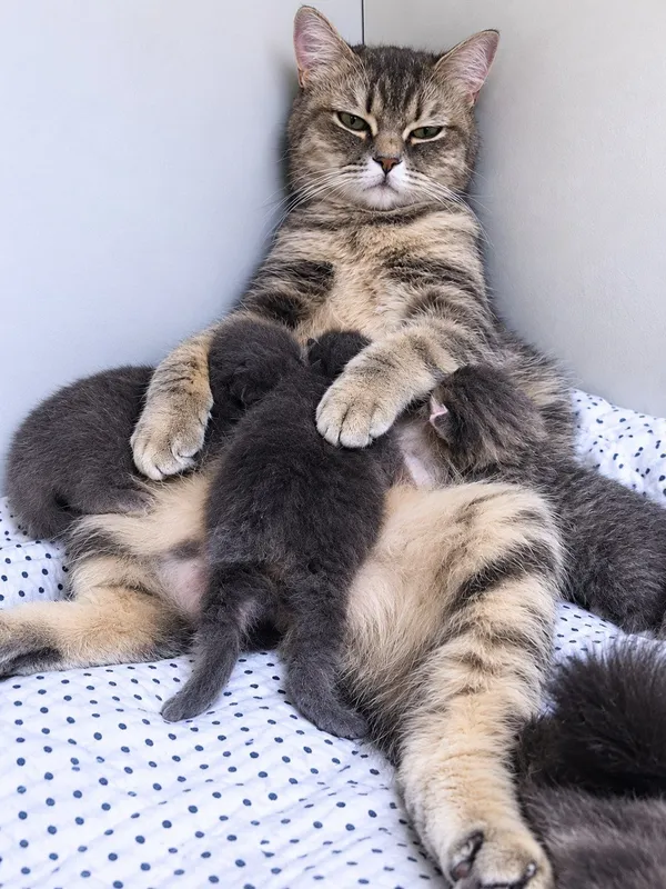 Домашние животные 4