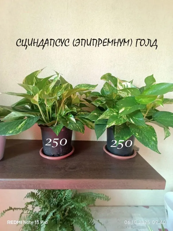 Домашние комнатные цветы здоровые ухоженные Домашние комнатные цветы здоровые ухоженные