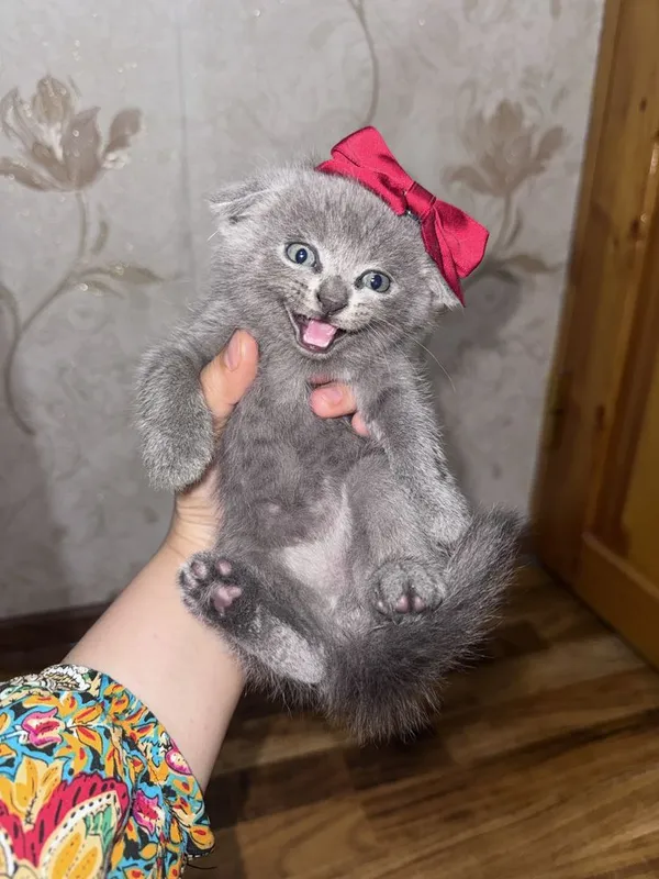 Scottish fold va Scottish straight — фото 1