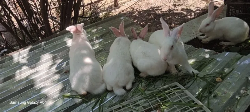 Quyonlar sotildi 1 Quyonlar sotildi 1