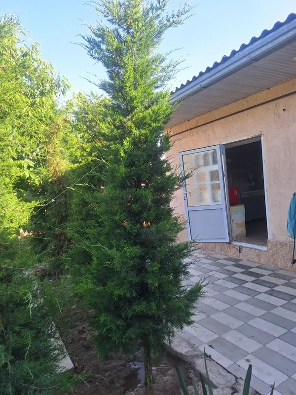 Archa sotiladi bo'yi 2.5 metr oldingi yil ekkanman — фото 1