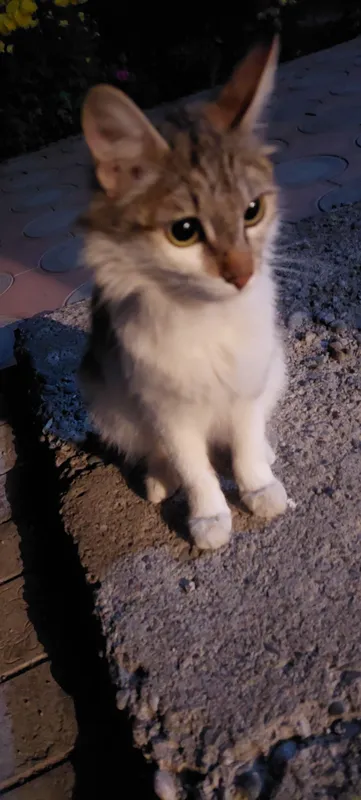 мама кошка родила 1 раз — фото 1