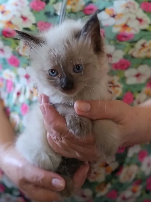 Пушистые сиамские котята ждут своеоо котята — фото 3