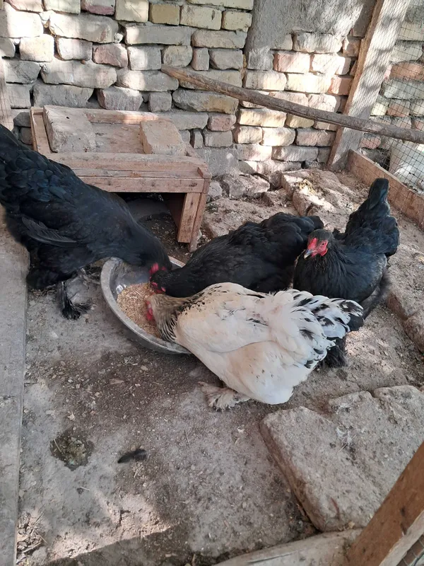Tovuqlar xonaki 4dona 3 Tovuqlar xonaki 4dona 3