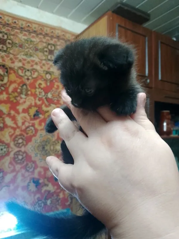 Продаются котята — фото 4