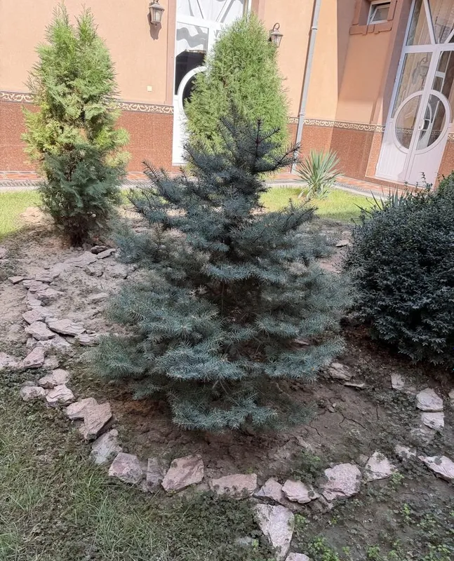 Шамшод, Арча сотилади 3 Шамшод, Арча сотилади 3