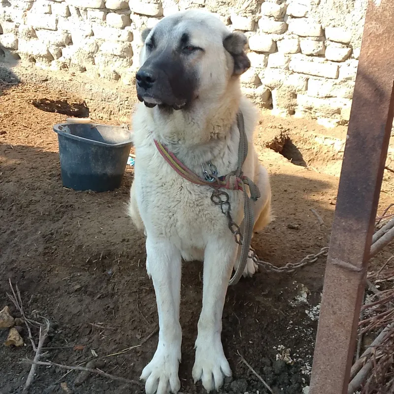 (Turkiya). Kangal zotli it 1 yoshar 2/5 mln mln Man — фото 2