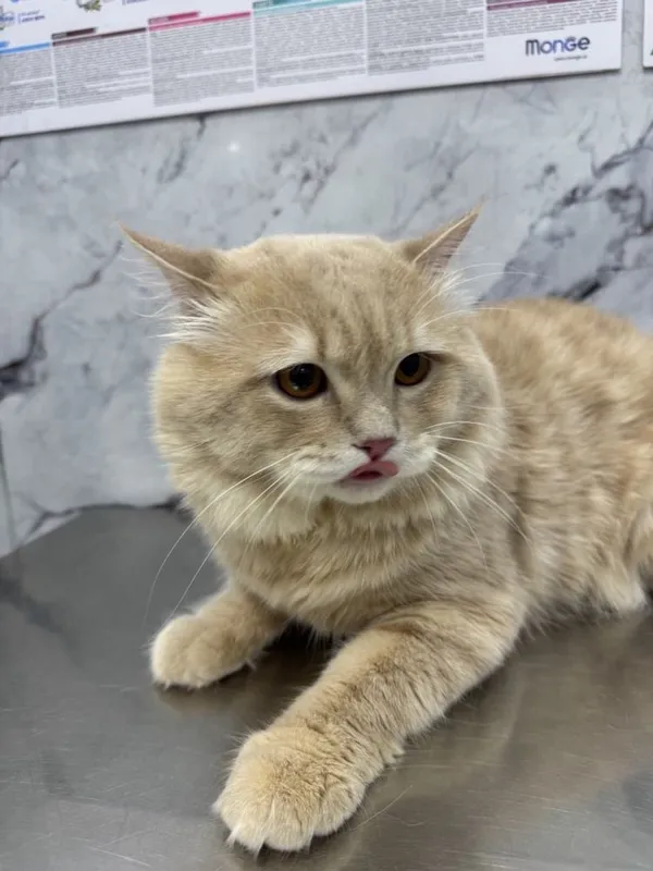 Отдаю кота в хорошие руки даром Scottish highland straight 2 Отдаю кота в хорошие руки даром Scottish highland straight 2