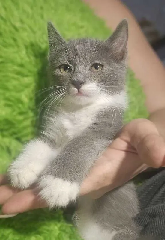 Котята ищут семьи! — фото 4