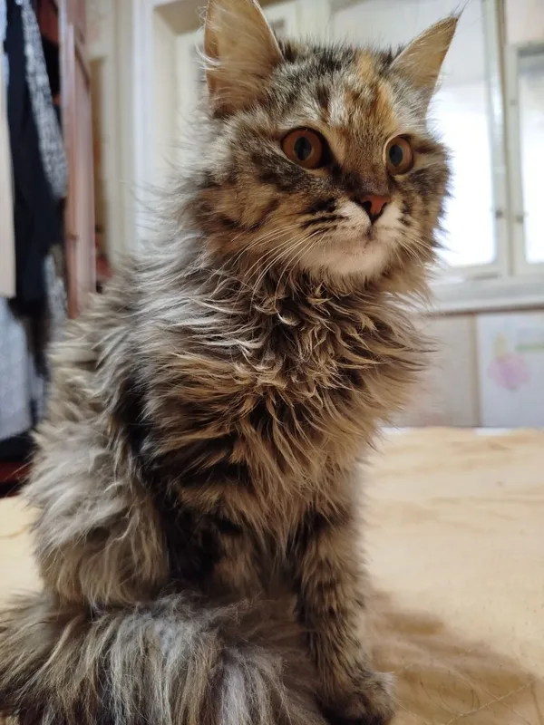 кошка 2 кошка 2