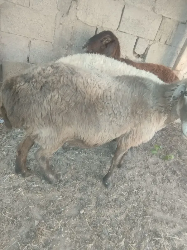 Moda qo'ylar sotiladi yirik vabaquvat 4 Moda qo'ylar sotiladi yirik vabaquvat 4