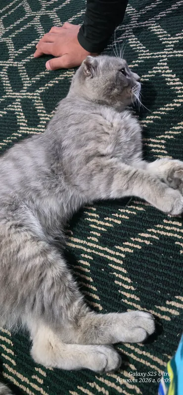 MUSHUK SOTILADI Scottish Fold 1 MUSHUK SOTILADI Scottish Fold 1