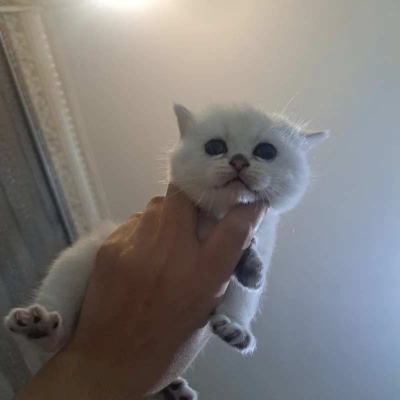 Продаётся кошка 6