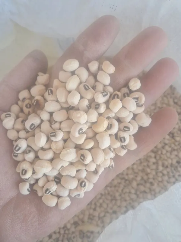 Loviya sotiladigan.500kg