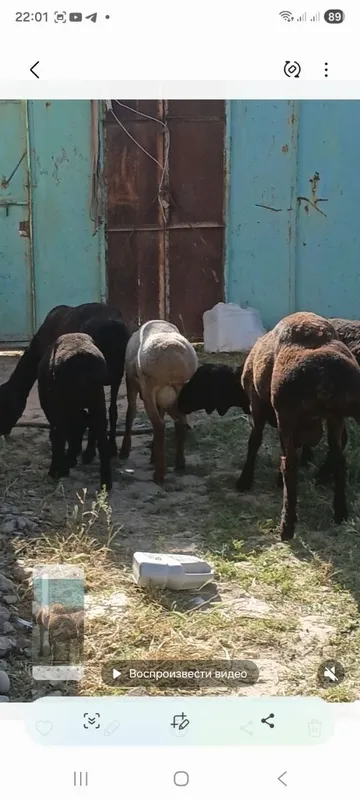 Sotiladi qochqor