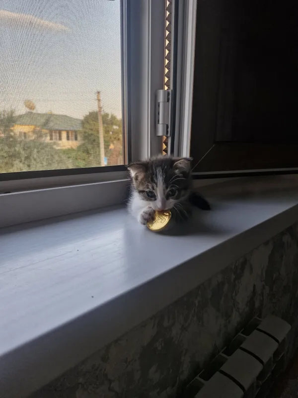 Отдам котят в добрые руки 7 Отдам котят в добрые руки 7