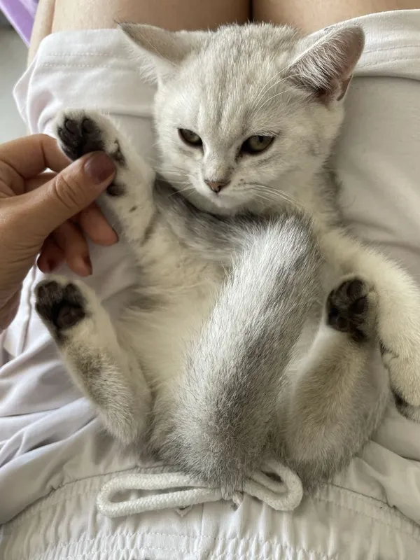 Котята серебристая шиншилла 1 Котята серебристая шиншилла 1